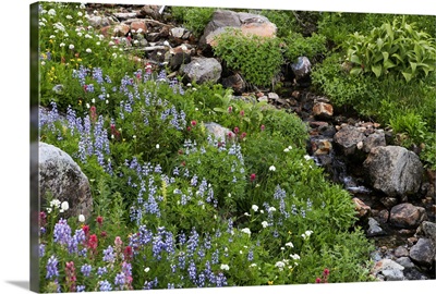 Wildflowers, rocks and a small flowing stream in a landscape on Mount Rainier.; Mount Rainier National Park, Washington