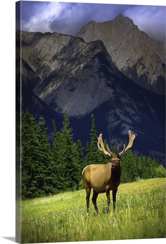 Wildlife In The Mountains | Great Big Canvas