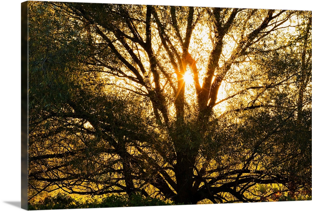 Willow Tree At Sunset, Monteregie Region, Quebec, Canada