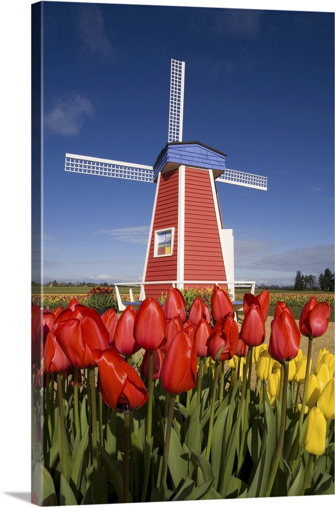 02 Apr 2007, Oregon, USA --- Windmill in Tulip Field --- Image by  Craig Tuttle/Corbis