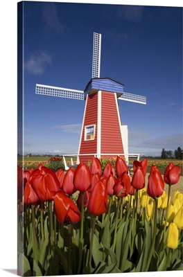 Windmill And Blossoming Tulips At The Wooden Shoe Tulip Farm, Oregon