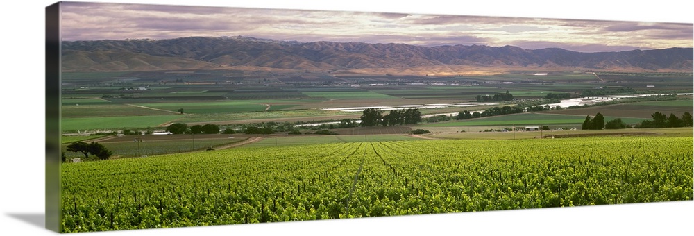 Wine grape vineyard with Spring foliage growth