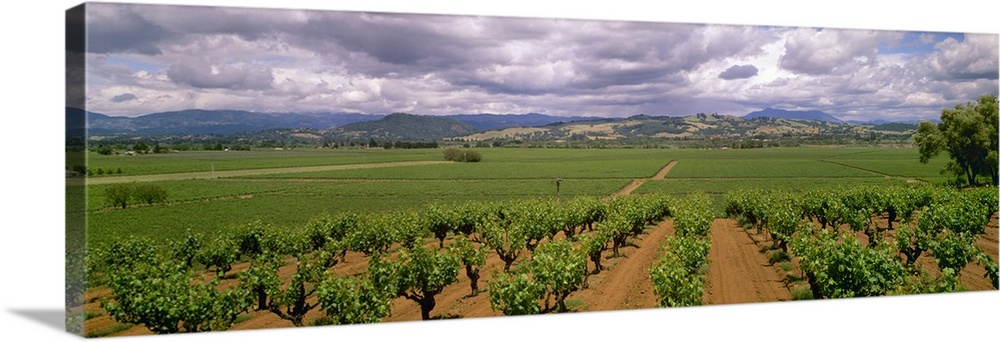 Wine grape vineyards showing Spring foliage growth, Sonoma County, California