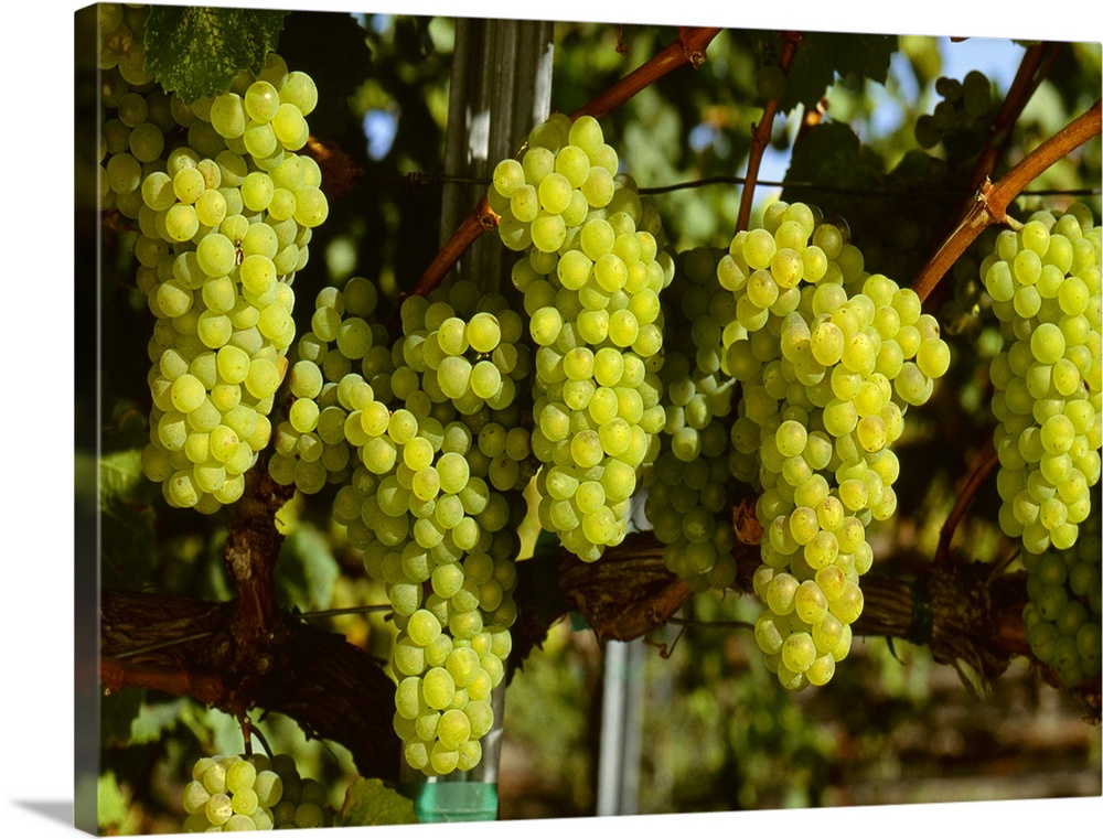 Wine Grapes, Chardonnay clusters, Sonoma County, California