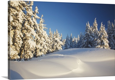 Winter Scene, Mount Hood, Oregon Cascades, Oregon, USA