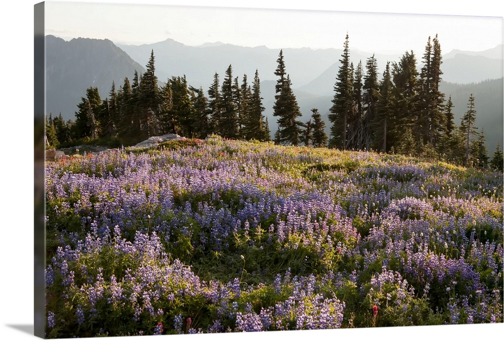 With the Cascade Mountain Range in the background, wildflowers and evergreen trees fill a landscape on Mount Rainier.