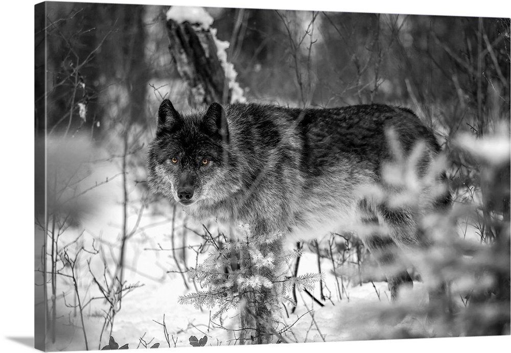 Wolf (canis lupus) looking out from trees in snow. Golden, British Columbia, Canada.