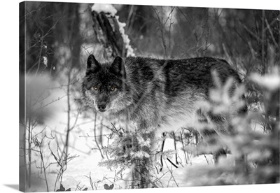 Wolf (Canis Lupus) Looking Out From Trees In Snow, Golden, British Columbia, Canada