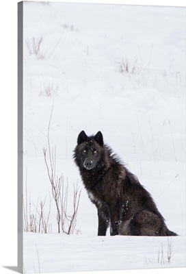 Wolf (Canis lupus) waiting in snow in Yellowstone National Park; Wyoming, United States of America