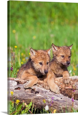Wolf Cubs On Log