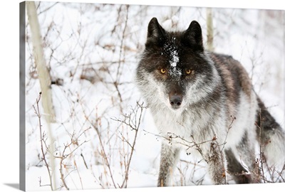 Wolf In The Snow