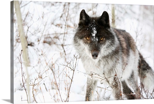 Gray Wolf in Snow Wild Animal Wall Decor Espresso Framed Picture