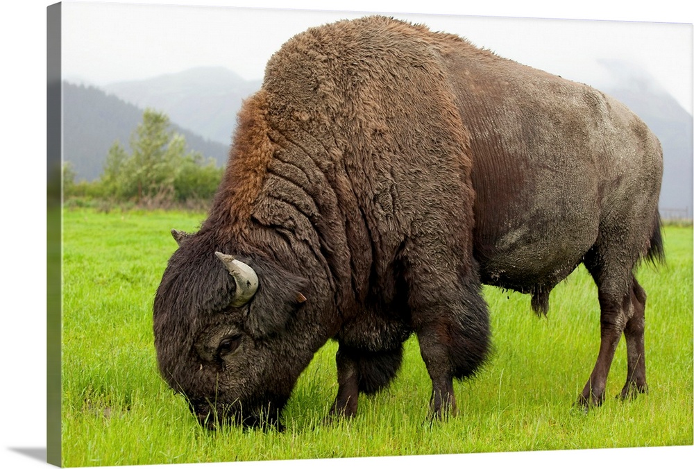 Wood Bison Bull Grazing On Grasses, Southcentral Alaska