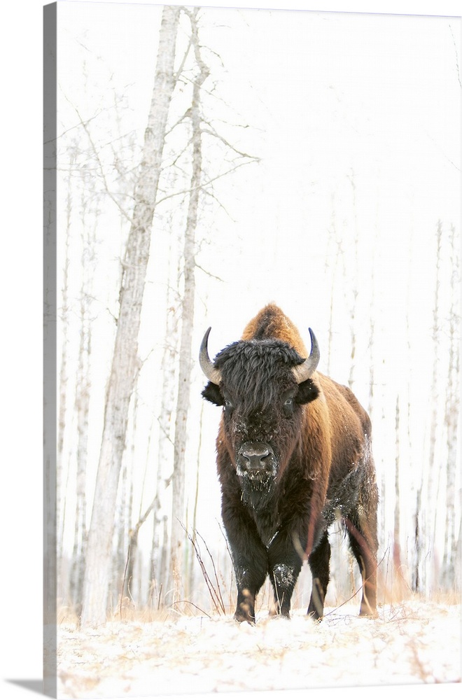 woods bison, at elk island national park