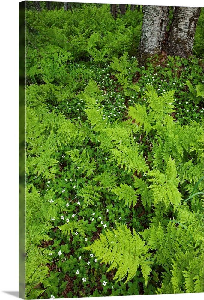 Wood ferns and bunch berry cover the ground near Byers Lake, Denali State Park, Alaska
