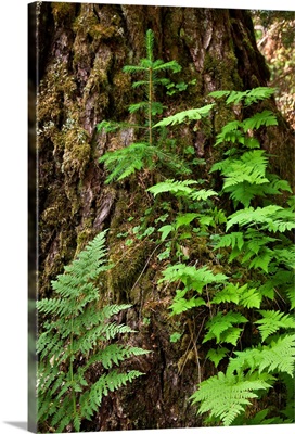Wood ferns and spruce tree grow out of a large spruce tree, Winner Creek trail, Girdwood