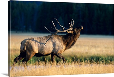 Wyoming, Yellowstone National Park, Elk Bull (Cervus Elaphus) Bugling In Rut