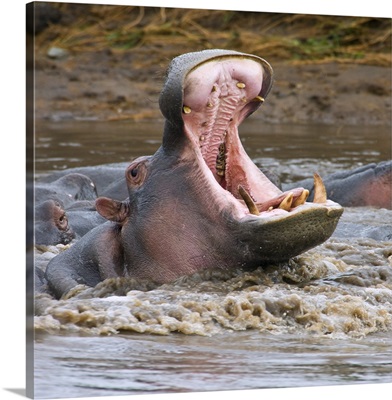 Yawning Hippopotamus (Hippopotamus Amphibius) At Serengeti National Park, Tanzania