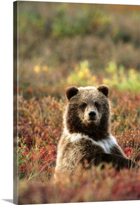 Yearling Brown Bear Cub Sits In Autumn Tundra In Ak Fall Denali Np