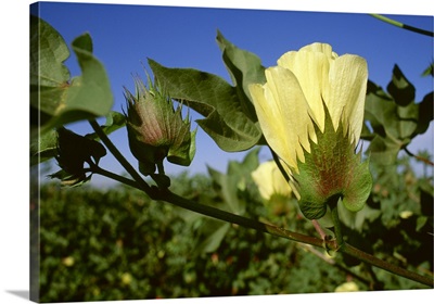 Yellow cotton blossom and a cotton square, Arbuckle, California