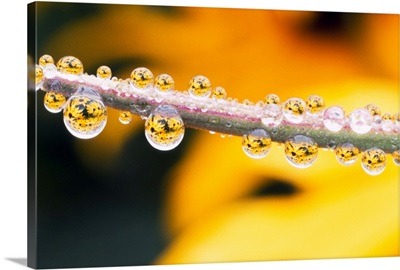 Yellow Flowers Reflected In Dew Drops
