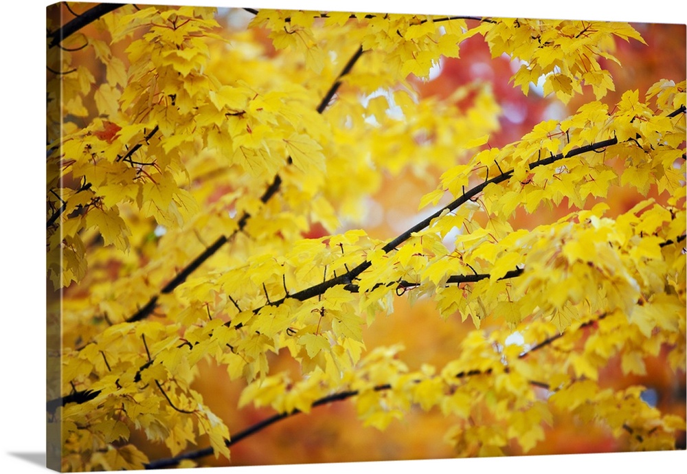 Yellow Leaves On A Tree In Autumn, Oregon