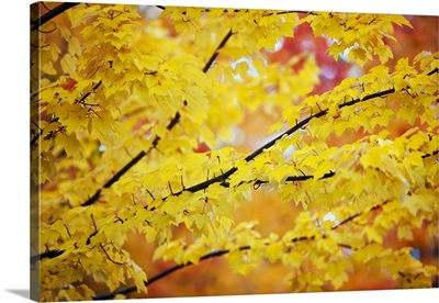 Yellow Leaves On A Tree In Autumn, Oregon