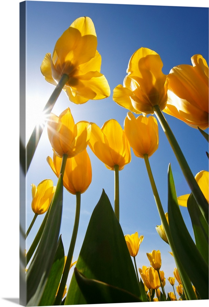 Yellow Tulips Against A Blue Sky At Wooden Shoe Tulip Farm; Oregon, USA