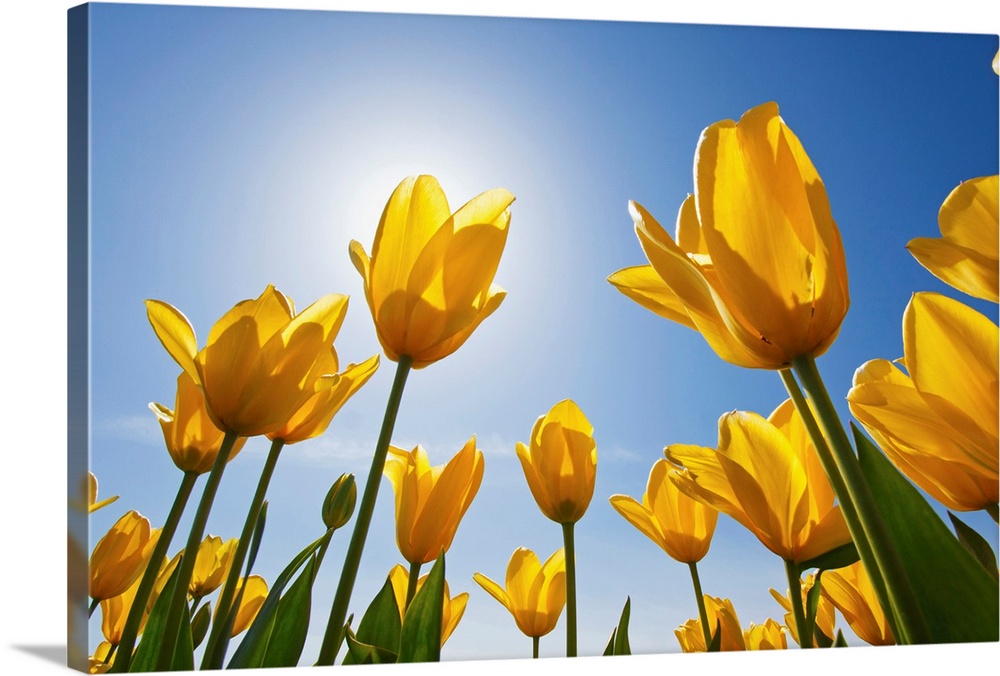 Yellow Tulips Against A Blue Sky At Wooden Shoe Tulip Farm; Oregon, USA
