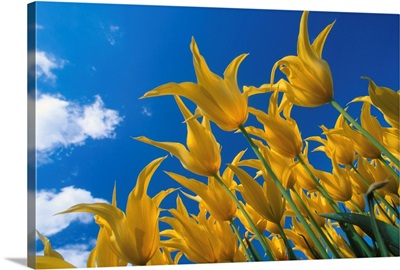 Yellow Tulips against blue sky Skagit Valley Washington summer portrait