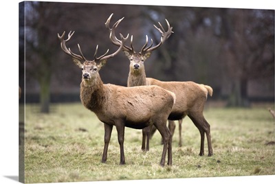 Yorkshire, England, Deer Standing In A Field