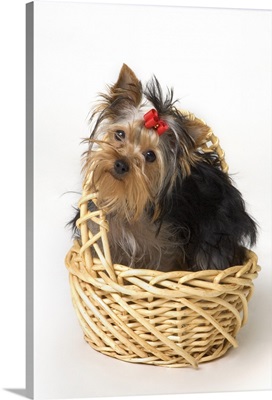 Yorkshire Terrier Puppy
