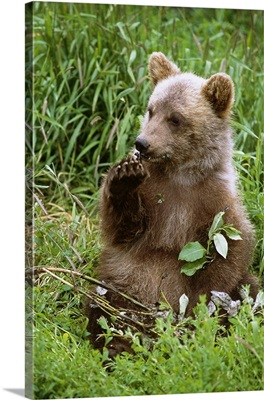 Young Brown Bear Cub Sitting In Grassy Meadow, Alaska