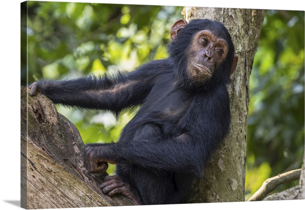 Young chimpanzee (pan troglodytes) resting in a tree in Mahale mountains national park on the shore of lake Tanganika, Tan...