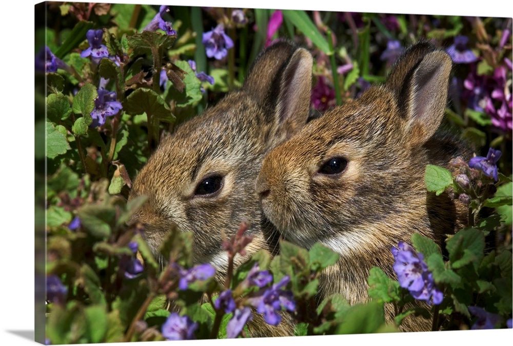 Young Eastern Cottontail Rabbits, Niagara Falls, Ontario, Canada