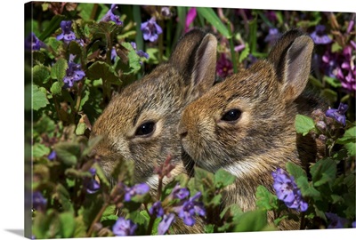 Young Eastern Cottontail Rabbits, Niagara Falls, Ontario, Canada