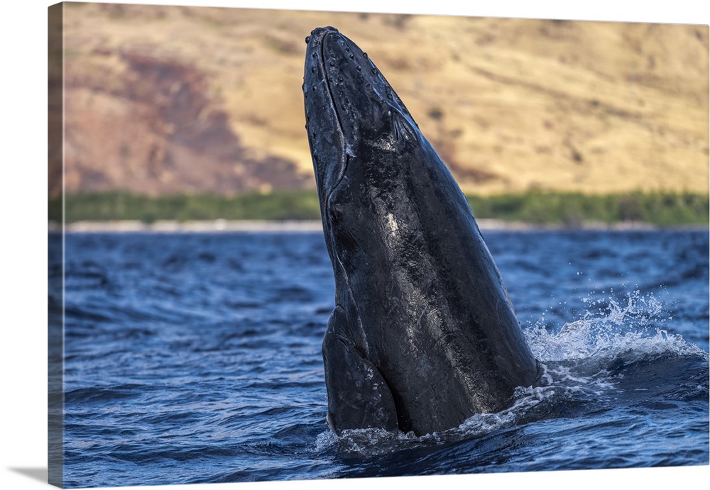Young Humpback whale (Megaptera novaeangliae) head lunge; Lahaina, Maui, Hawaii, United States of America