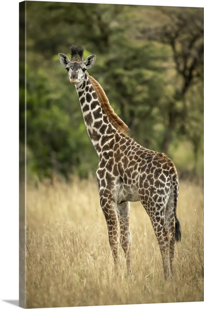 Young Masai giraffe (giraffa camelopardalis tippelskirchii) stands in long grass by trees, Serengeti national park, Tanzania.