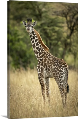 Young Masai Giraffe Stands In Long Grass By Trees, Serengeti National Park, Tanzania