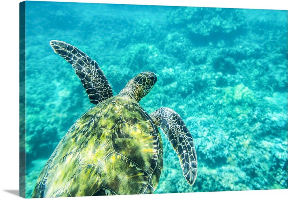 A young sea turtle (Chelonia mydas) swims underwater; Maui, Hawaii, United States of America