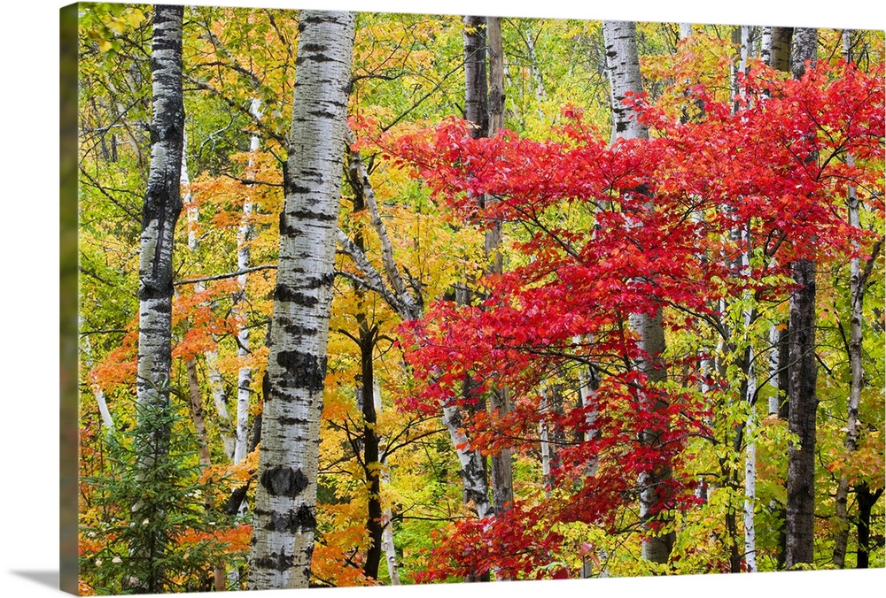 Colorful fall photo of birch trees and other small trees in the forest.
