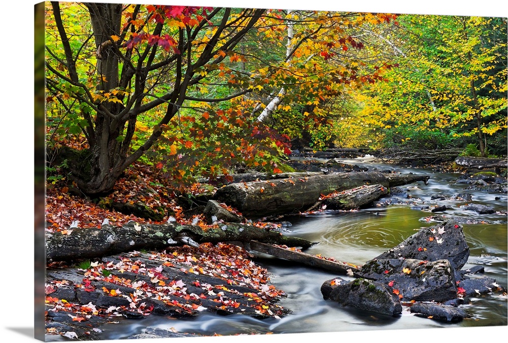 Big canvas print of a forest with fall foliage surrounding a riving that is running over rocks and logs.