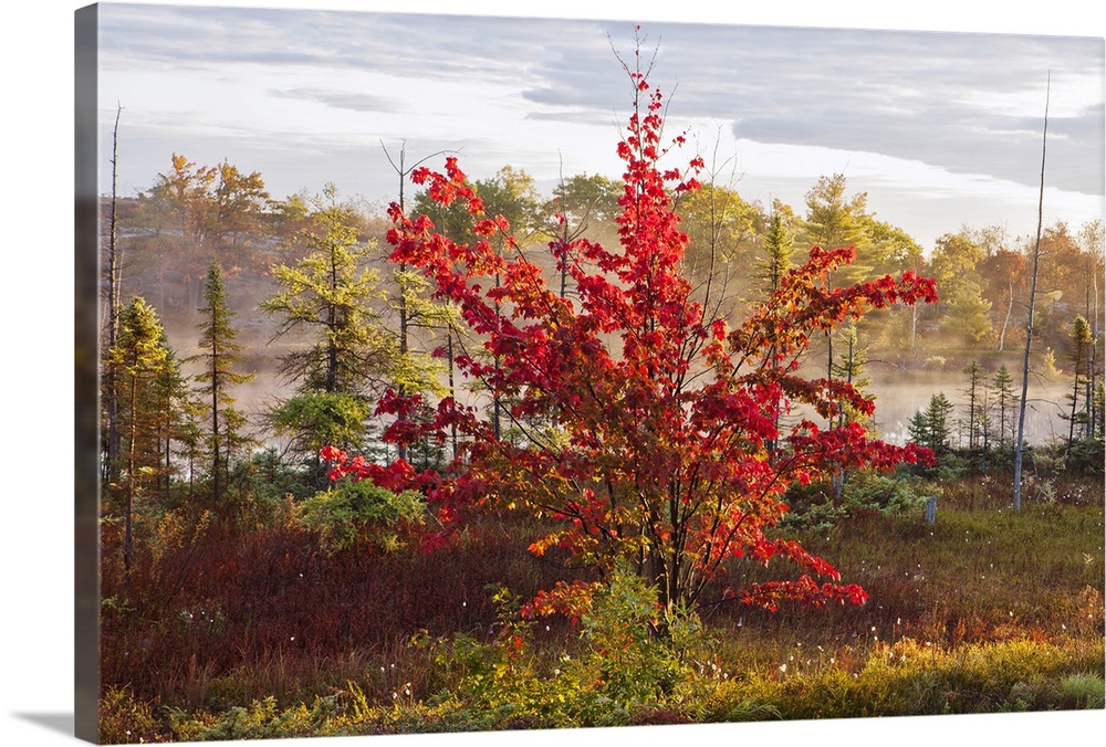 Decorative wall art is a short tree covered in brilliant autumn foliage with other trees in and mist rising off a body of ...