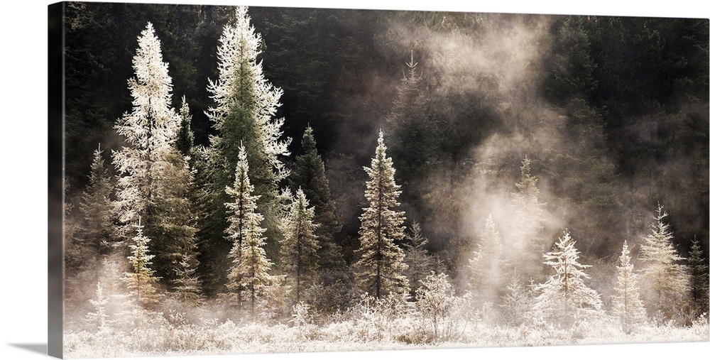 Horizontal, big photograph of a line of pine trees in various sizes, frost and ice covered and gleaming in the morning sun.