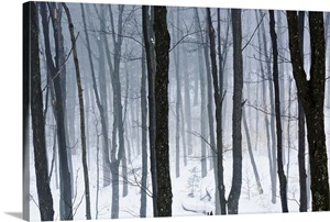 Winter Blues image thumbnail