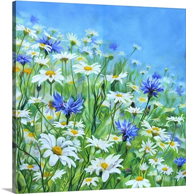 Charlottes Meadow Wildflower Meadow