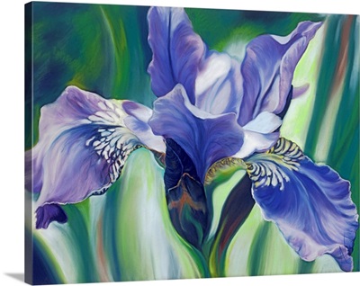 Dreamer Blue Iris