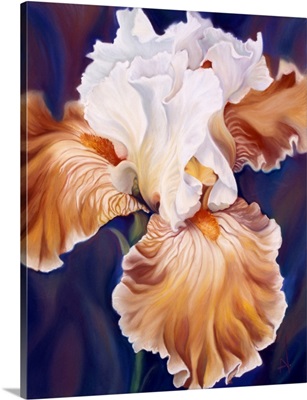 Flirtation Big Iris