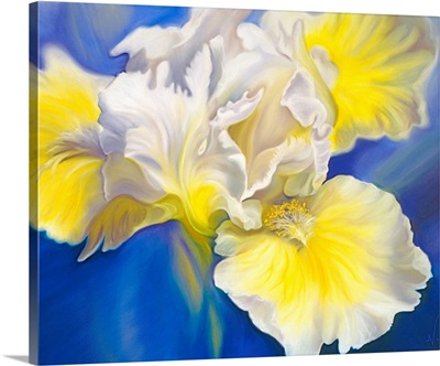 Refreshed White And Yellow Iris