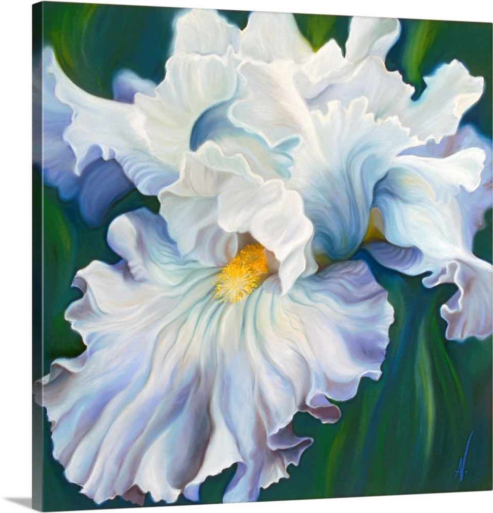 Romance is a big flower painting of a delicate pale blue iris against a dark green background